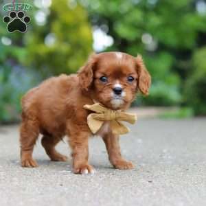 George, Cavalier King Charles Mix Puppy